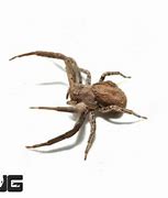 Image result for Arizona Crab Spider