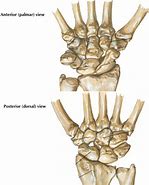 Image result for Ventral Aspect of Wrist