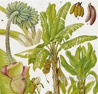 Image result for Banana Palm Tree Fruit