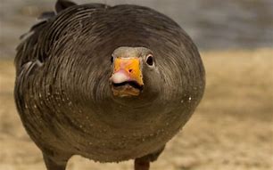 Image result for Grey Goose Bird