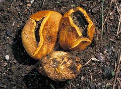 Image result for Scleroderma Sp