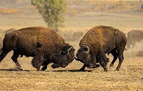 Image result for Buffalo Bison Fighting