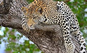 Image result for Leopard Sitting in Tree