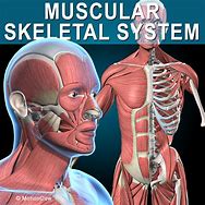 Image result for Muscle Skeleton Model