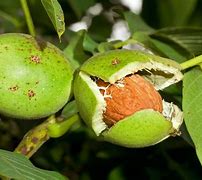 Image result for Walnut Gather