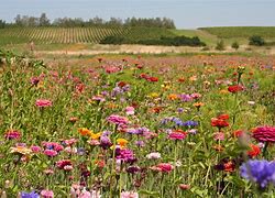 Image result for Rare Wild Flowers