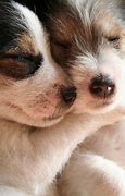 Image result for Baby Animal Hugables