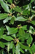 Image result for Laurus Species