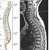 Image result for View of Spinal Column