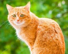 Image result for Ginger Cat with Amber Eyes