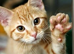 Image result for 10 cutest animals