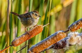 Image result for Swamp Sparrow