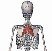 Image result for Left Rhomboid Muscle