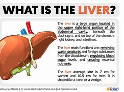 Image result for Liver