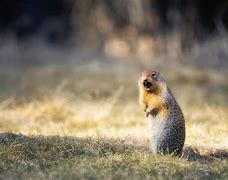 Image result for Funny Prairie Dog