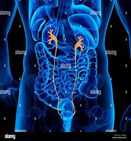 Image result for Foto Ureter