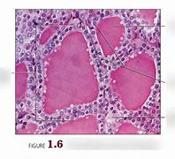 Image result for Histology Diagram