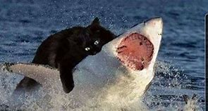 Image result for Black Cat Shark