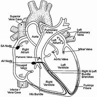 Image result for Blank Heart Diagram Worksheet