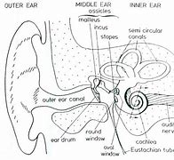 Image result for Human Ear Drawing