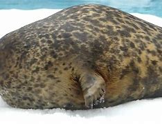 Image result for Fat Seal