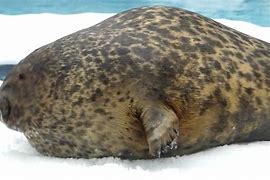 Image result for Fat Seal