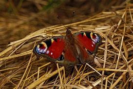 Image result for Butterfly Red VIN Wings