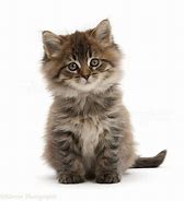 Image result for Brown Mackerel Tabby Kitten