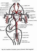 Image result for Vertebrate Circulatory System