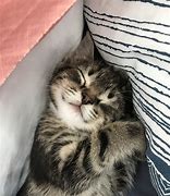 Image result for 6 Week Kitten