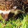 Image result for Southern African Hedgehog