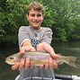 Image result for Trout Swimming