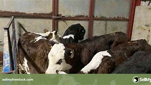 Image result for Hereford Bull Calves