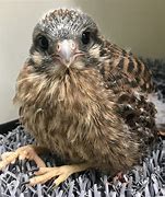 Image result for Baby Kestrel Rescue