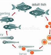 Image result for Platy Fish Life Cycle