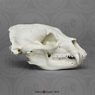 Image result for Black Bear Head