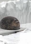 Image result for Fat Round Seal