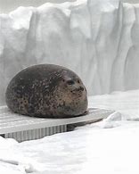 Image result for Fat Seal HD Round