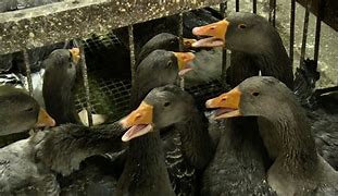 Image result for Peta Foie Gras