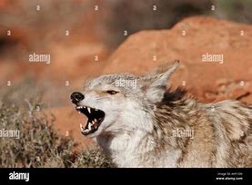 Image result for Coyote Snarling