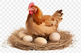 Image result for Farst Is Hen and Egg