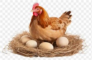 Image result for The Goalen Egg with Hen