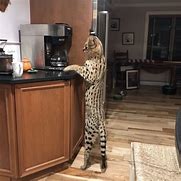 Image result for African Serval House Cat