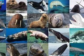 Image result for Different Ocean Mammals