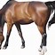 Image result for Riding Fast Horse with Sombraro On