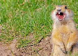 Image result for Breads of Gopher