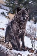 Image result for Artemis Wolf