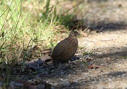 Image result for Brown Quail