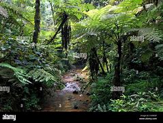 Image result for sub-Saharan Trees