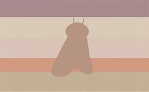 Image result for Moth Gender